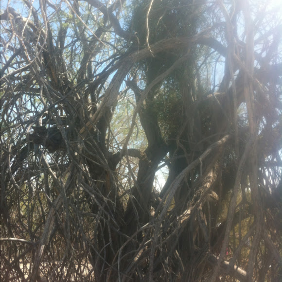 Spotting Image 1