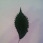 American Elm