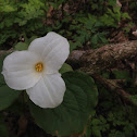Large-flowered Trillium