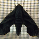 Hog Sphinx Moth