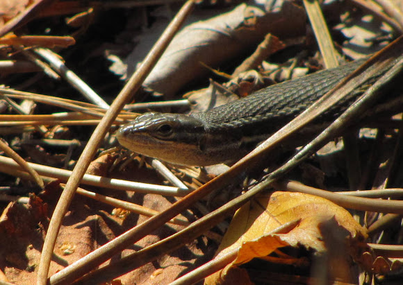 Spotting Image 1