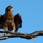 Bateleur (juvenile)