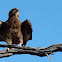 Bateleur (juvenile)