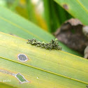 Caterpillar