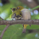 Oriental white-eye
