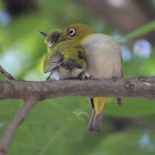 Oriental white-eye