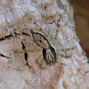 Menemerus Spider