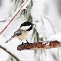 Black-capped Chickadee