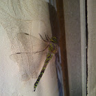 Emperor Dragonfly