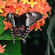 Common Mormon