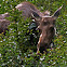 Alaska Moose