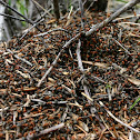Western Thatching Ant