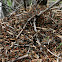 Western Thatching Ant