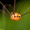 Parasitic Mite