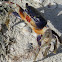 Blue crab