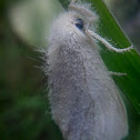 Planthopper