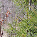 European Robin