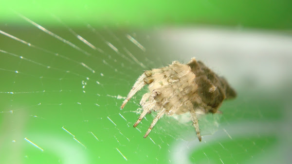 Araña orbe tejedora | Project Noah