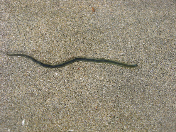 Polychaete worm | Project Noah