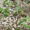Vine snake