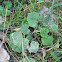 Coltsfoot
