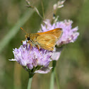 Woodland Skipper