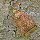 Moth