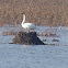 Trumpeter Swan