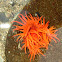 Anemonia alicemartinae