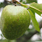 Pond apple / Monkey apple / Dog apple