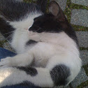 Feral cat