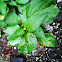 Bell pepper