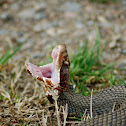Cottonmouth