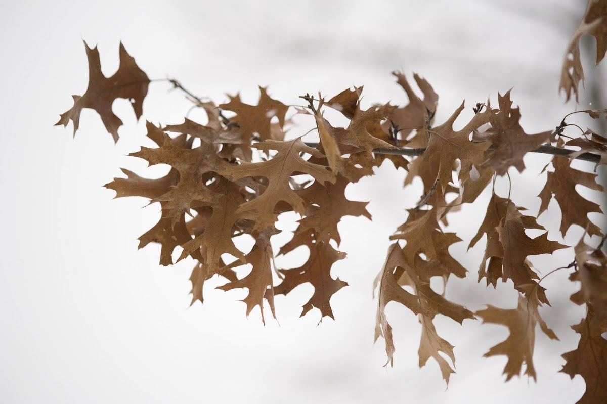 Red Oak