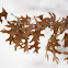 Red Oak