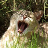 The Big Yawn