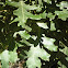 Roble rebollo