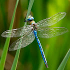 Libélula (Blue emperor)