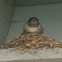 Barn Swallow