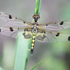 Calico Pennant