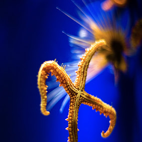 starfish by Valentyn Kolesnyk - Animals Sea Creatures ( underwater, art, starfish, beauty )