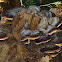 Fomitopsis