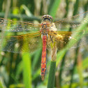 Dragonfly