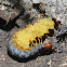 Orange Footed Centipede