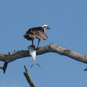 Osprey