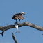 Osprey