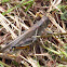 Grasshopper