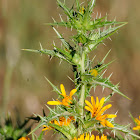 Common Golden Thistle, cardillo