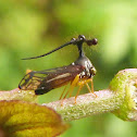 Membracid treehopper