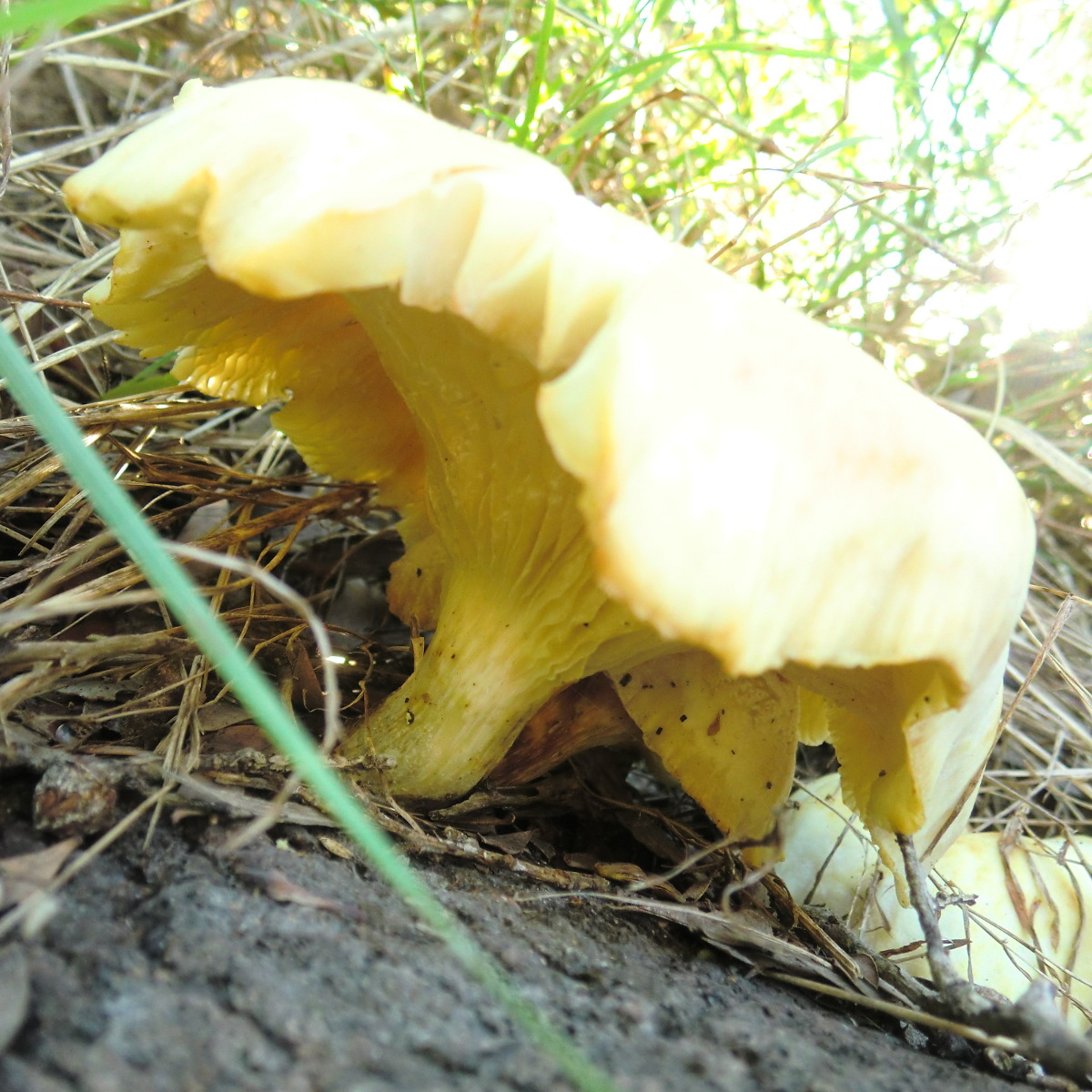 Clitocybe clitocyboides